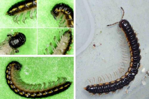 Réf. 232 214 : Orthomorpha sp.